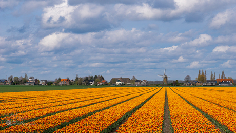 Tulpen uit Holland...
