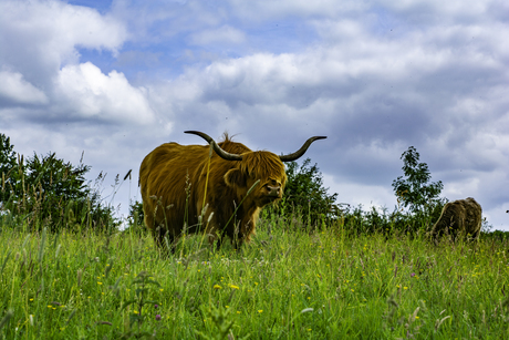 schotsehooglander