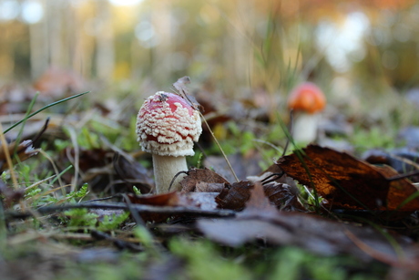 Amanita Muscaria.