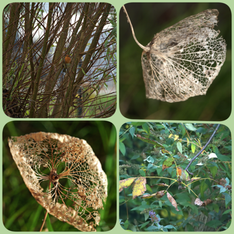 hortensia en roodborstje collage