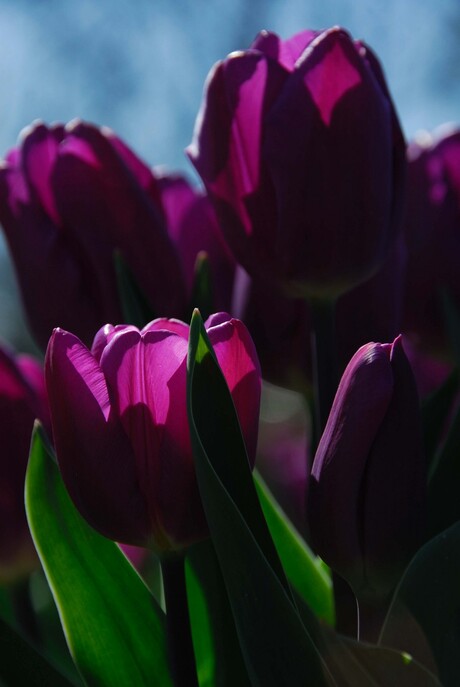 Tulpen Paars