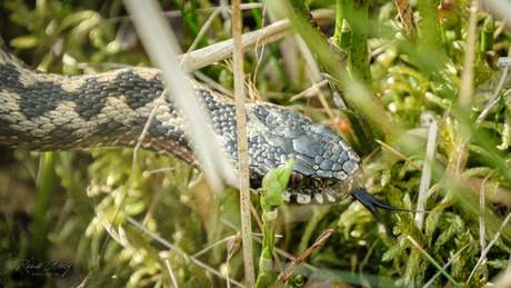 Adder