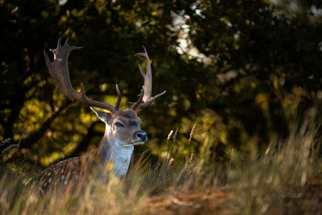 Stilte in het hart van het bos