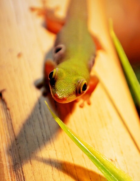 madagaskar gekko