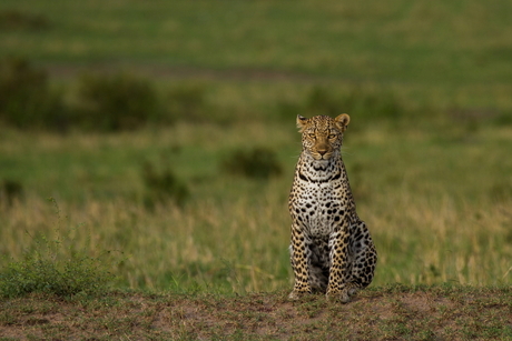 Posing leopard