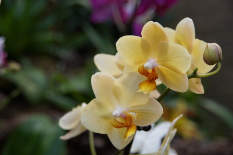Orchideen hoeve
