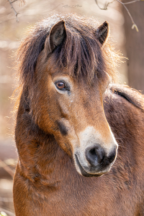 Portret Exmoor Pony