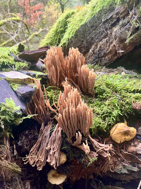 Rechte koraalzwam en nog twee zwammetjes