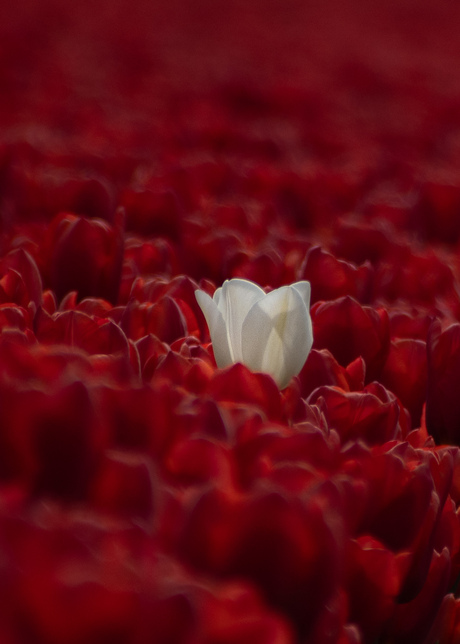 Red en little white 