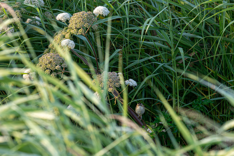 Vanochtend nog wat beestjes gescoord in de polder