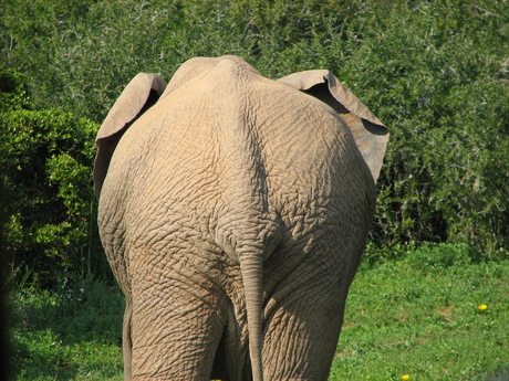achterkant van olifant