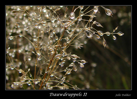 Dauwdruppels II