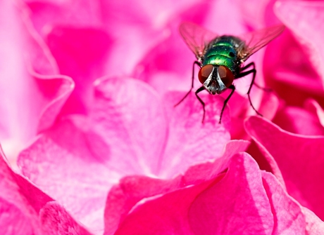 Vlieg op hortensia