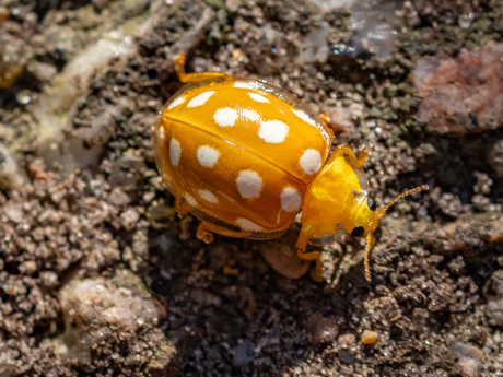 Meeldauwlieveheersbeestje