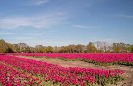 Tulpen.