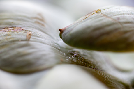 macrofoto Artisjok