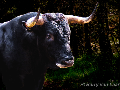 Bos taurus