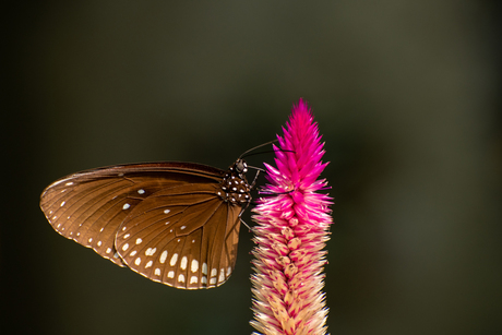 Vlinder in Emmen