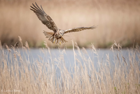 Bruine kiekendief met nestmateriaal