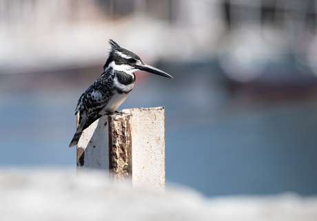 Kingfisher