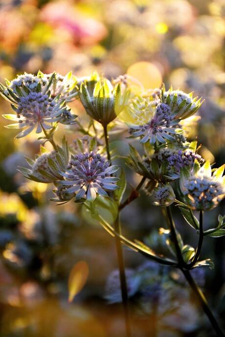 De zonnige tuin