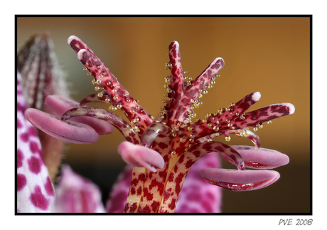 Tricyrtis 2