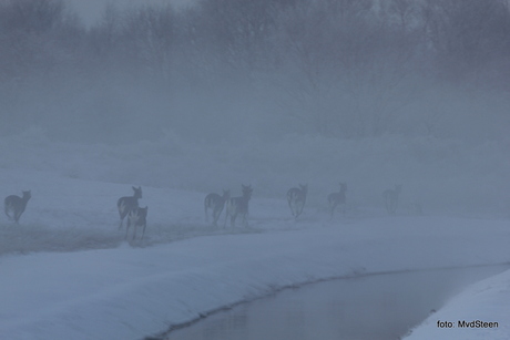 Herten in de mist