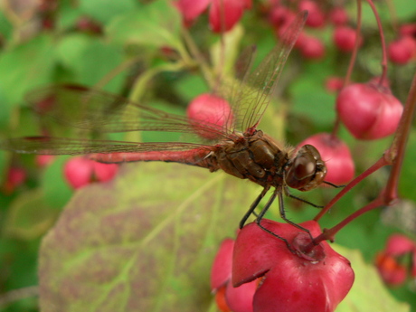 Libelle op kardinaalshoed