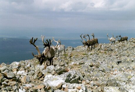 Rendieren op de top van de Städdjan in Zweden