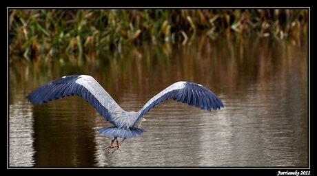 blauwe reiger in de vlucht