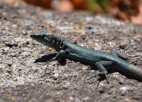Hagedis op de Azoren