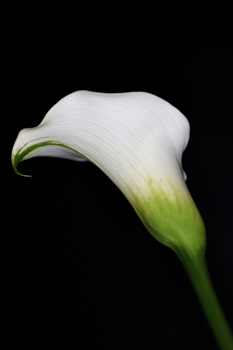 White Flower