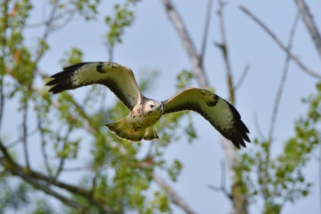 Buizerd