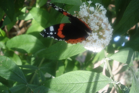 bezoek in de tuin