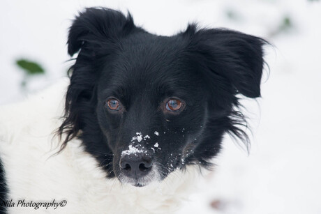 beau in de sneeuw