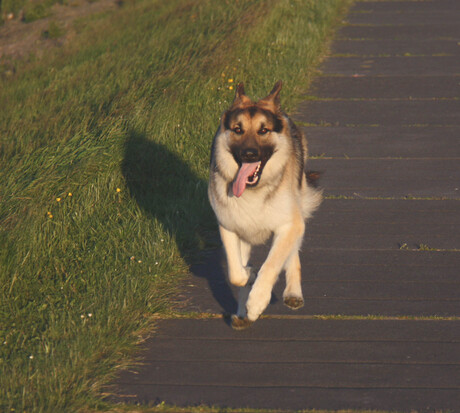 fijn lekker hard lopen