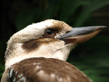 upclose kookaburra