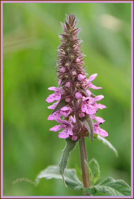 Pink Ribbon