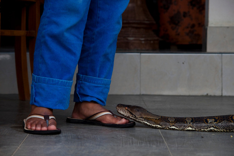 Boa constrictor op teenhoogte in Bali