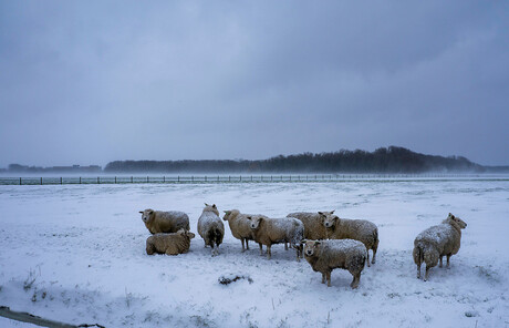 schapen Noordermaatweg