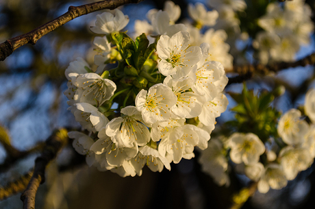 De eerste bloesems