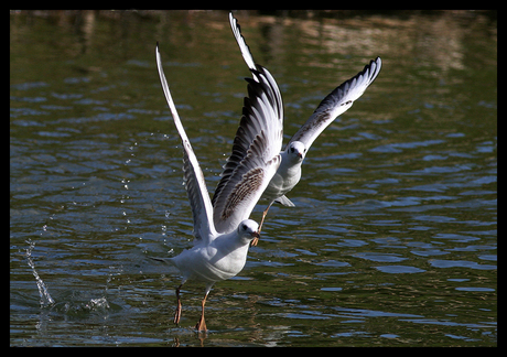 Synchro.