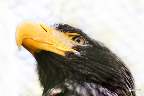 Avifauna