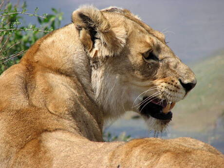 Leeuw Masai Mara