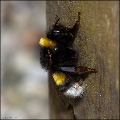 Model hommel