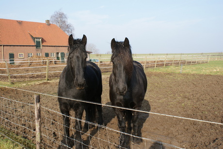 2 paarden