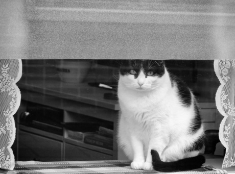 window-cat
