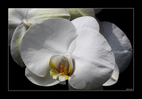 witte orchidee