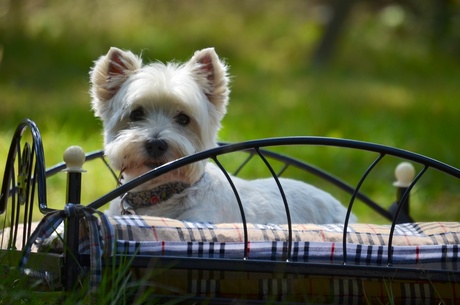 Mijn Westie Rakker