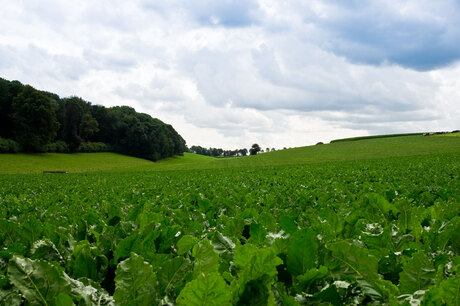 Limburgs landschap